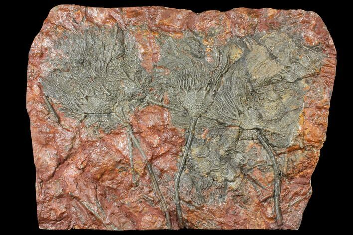 Silurian Fossil Crinoid (Scyphocrinites) Plate - Morocco #134265